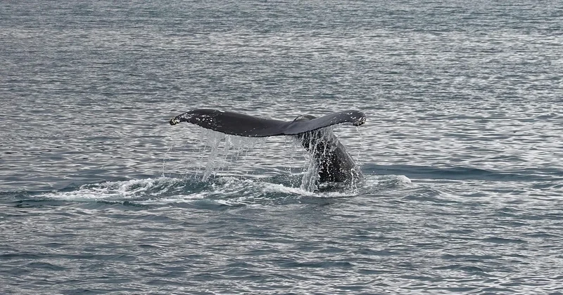 Baleine Islande période : quand partir avec des enfants