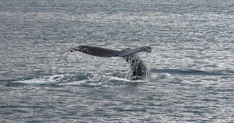 Où voir des baleines en famille en Islande : le guide complet