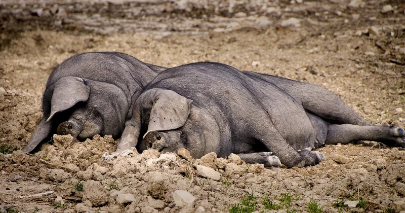 Rythme et fatigue : la variable que personne ne chiffre